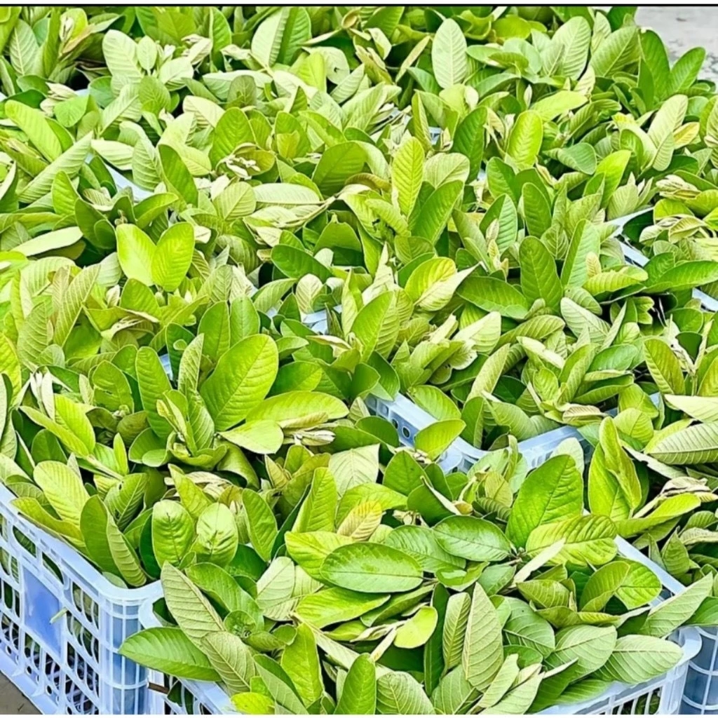 Nguyên liệu lá ổi tươi tại vựa