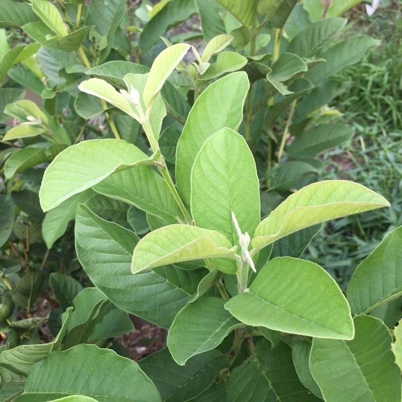 Búp ổi non tươi trên cây