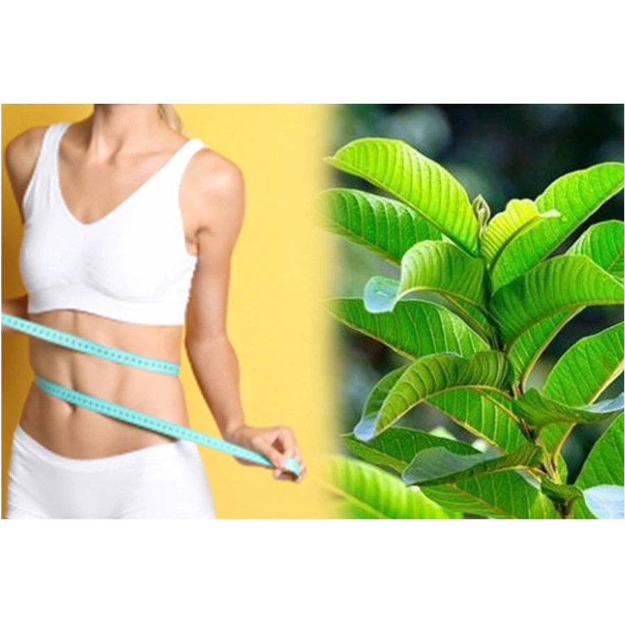 Phụ nữ giảm cân với trà lá ổi