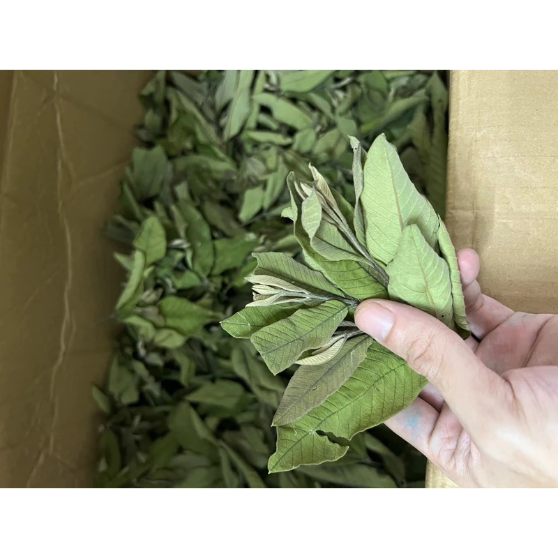 Sản phẩm lá ổi khô thật do shop tự chụp